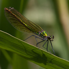 Calopteryx splendens